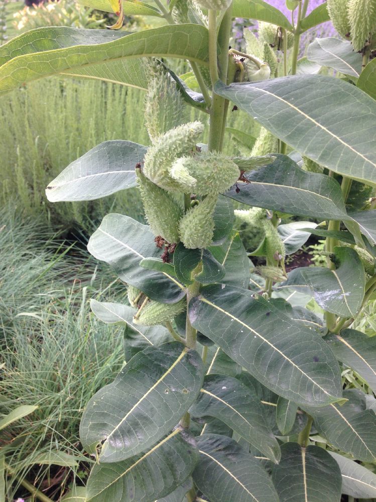 Apocynaceae Asclepias syriaca