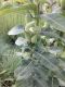image of Asclepias syriaca