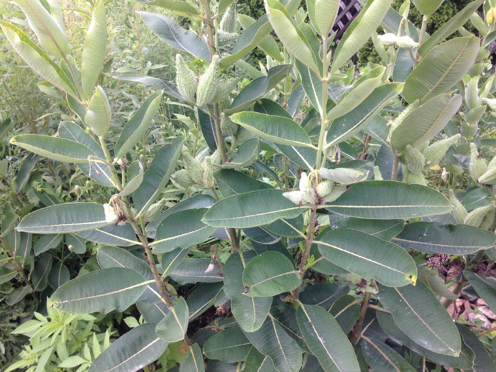 Apocynaceae Asclepias syriaca