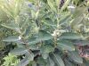 image of Asclepias syriaca