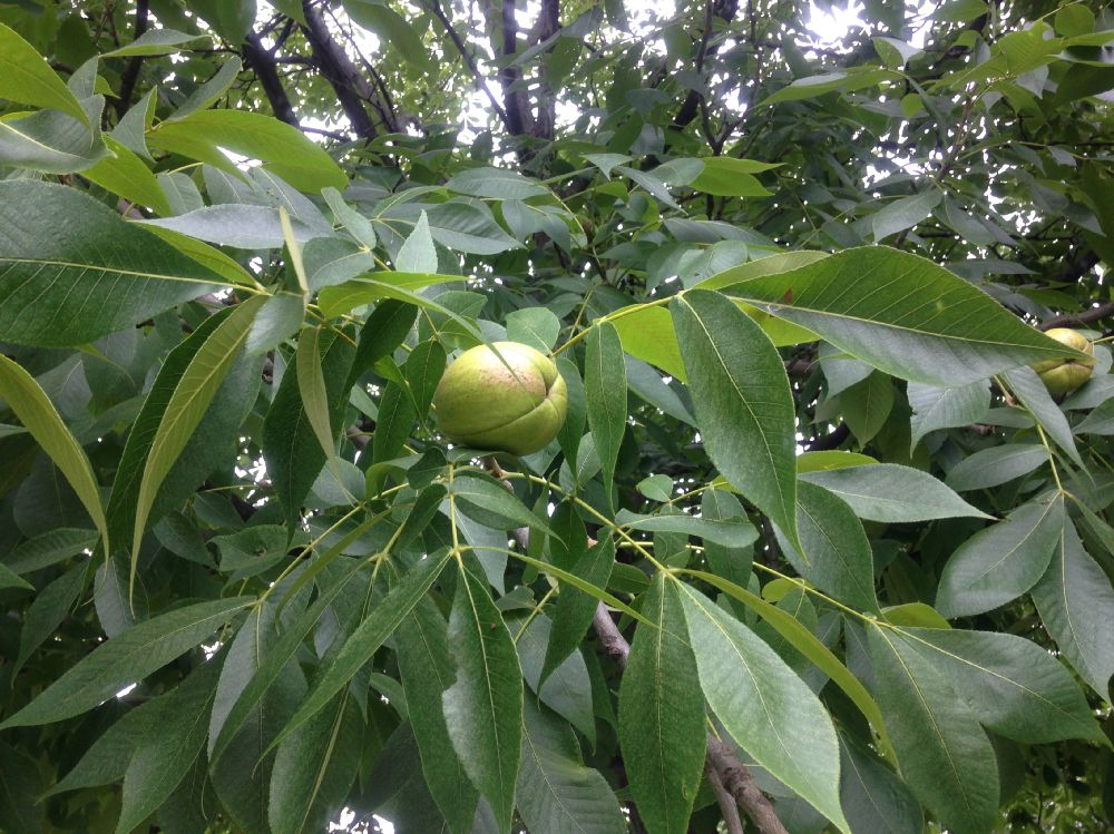 Juglandaceae Carya laciniosa