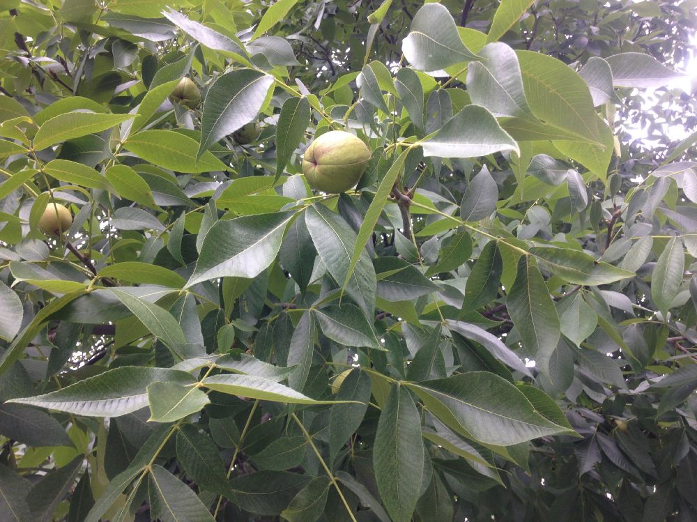 Juglandaceae Carya laciniosa