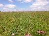 image of Echinacea pallida