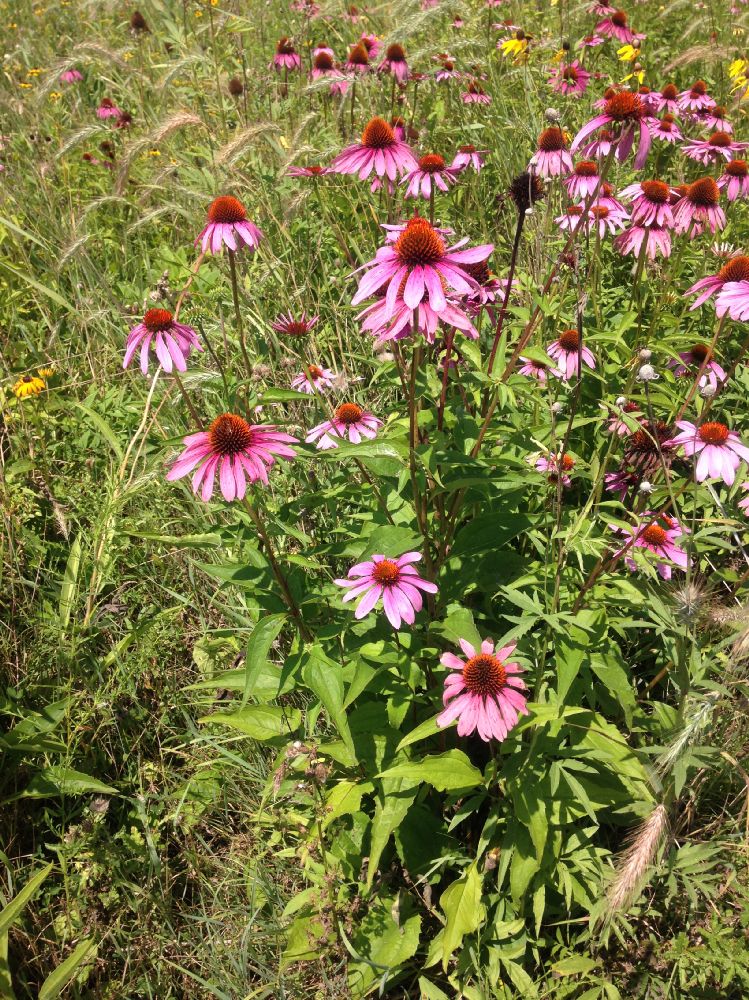 Asteraceae Echinacea pallida