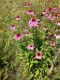 image of Echinacea pallida