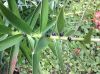 image of Lilium lanceifolium