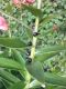 image of Lilium lanceifolium