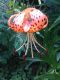 image of Lilium lanceifoliuim