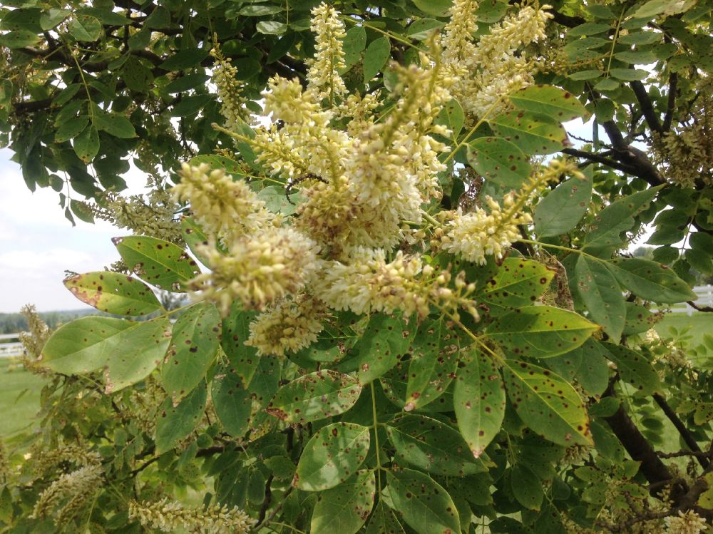 Fabaceae Maackia amurensis