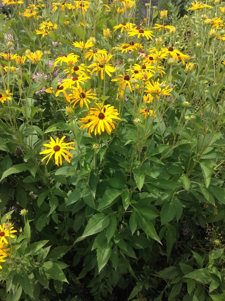 Asteraceae Rudbeckia 