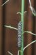 image of Danaus plexiipus