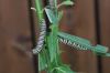 image of Danaus plexiipus