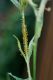 image of Asclepias incarnata