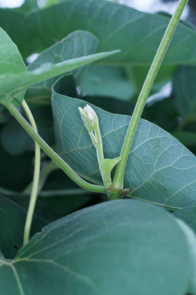 Aristolochiaceae Aristolochia durior