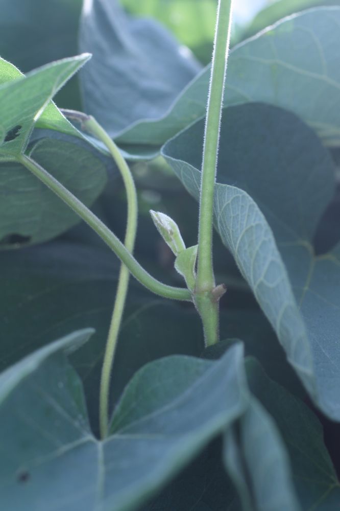 Aristolochiaceae Aristolochia durior