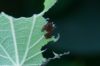 image of Battus philenor