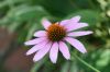 image of Echinacea pallida