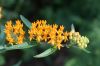 image of Asclepias tuberosa