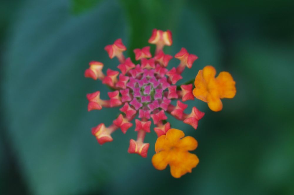Verbenaceae Lantana camara