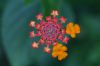 image of Lantana camara