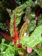image of Plantago rugelii
