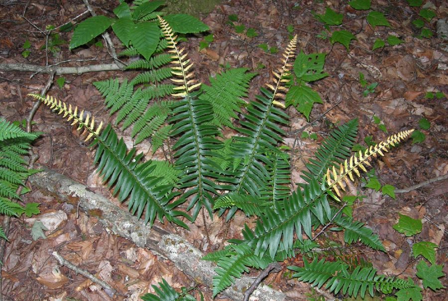 Dryopteridaceae Polystichum acrostichoides