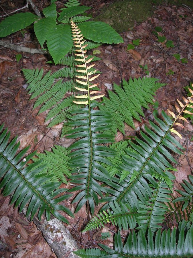 Dryopteridaceae Polystichum acrostichoides