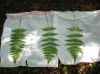 image of Dryopteris triploidea