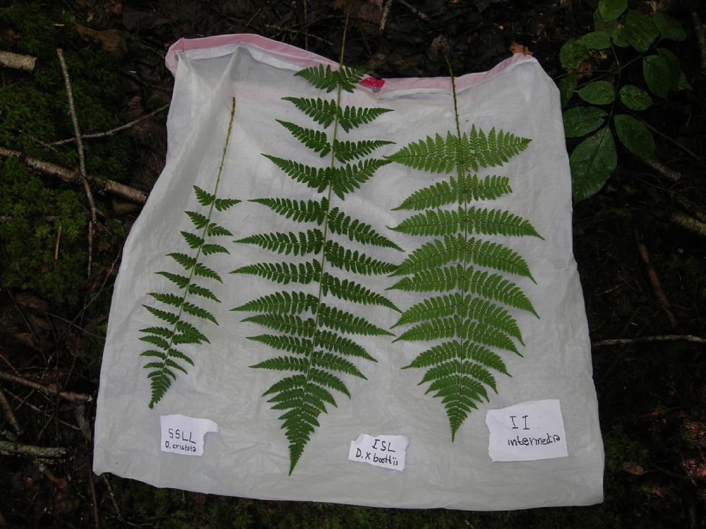Dryopteridaceae Dryopteris boottii