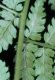 image of Dryopteris intermedia