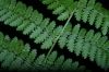 image of Dryopteris intermedia