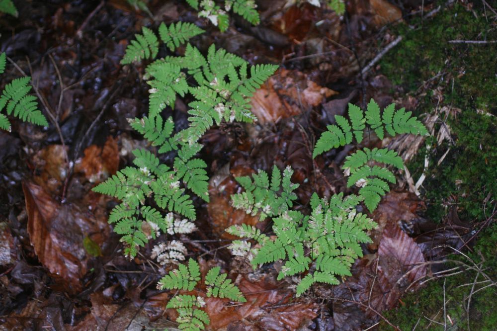 Cystopteridaceae Gymnocarpium dryopteris