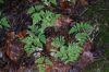 image of Gymnocarpium dryopteris