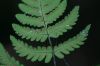 image of Gymnocarpium dryopteris