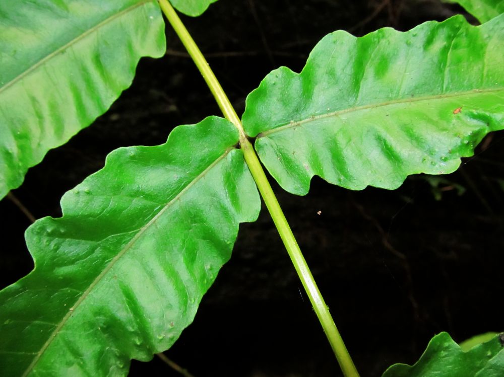 Tectariaceae Tectaria lizarzaburui 