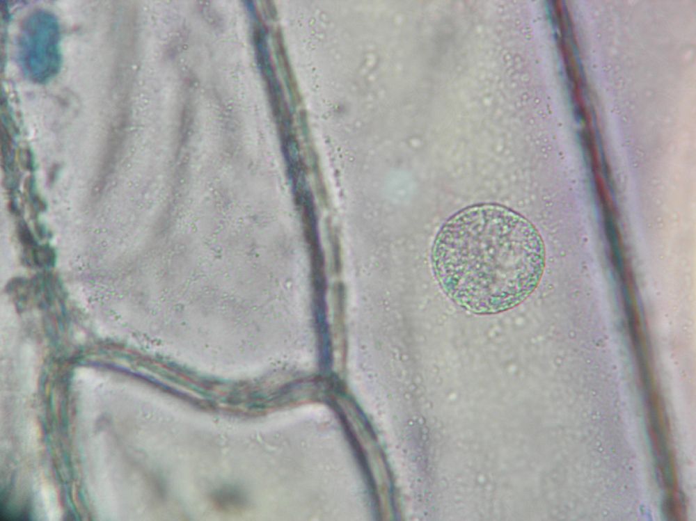 Amaryllidaceae Allium cepa