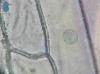 image of Allium cepa