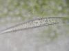 image of Cornus canadensis