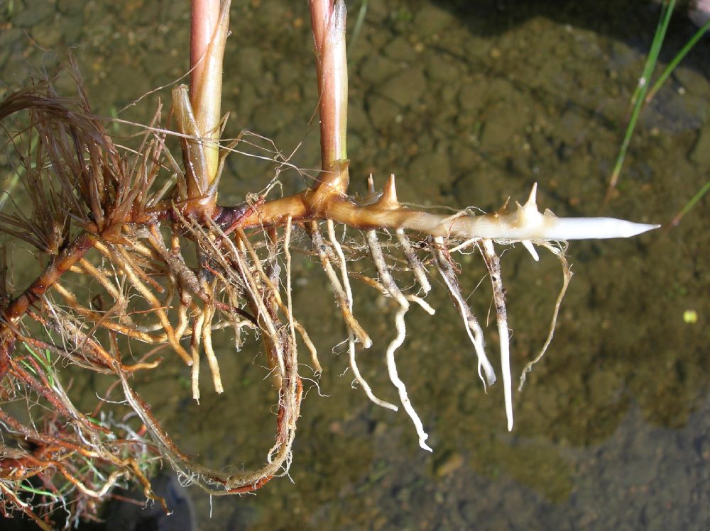 Juncaceae Juncus militaris