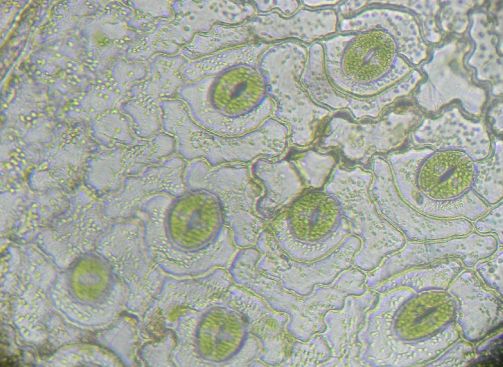 Polypodiaceae Polypodium appalachianum