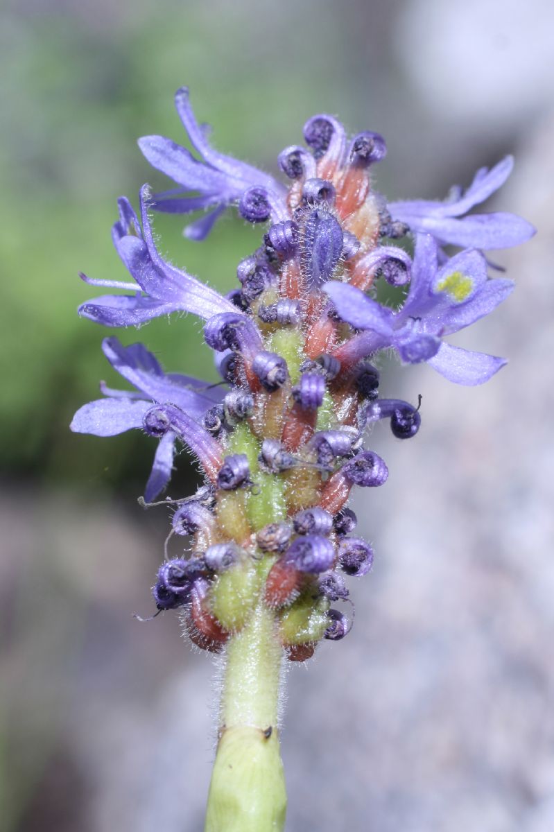 Pontederiaceae Pontederia cordata