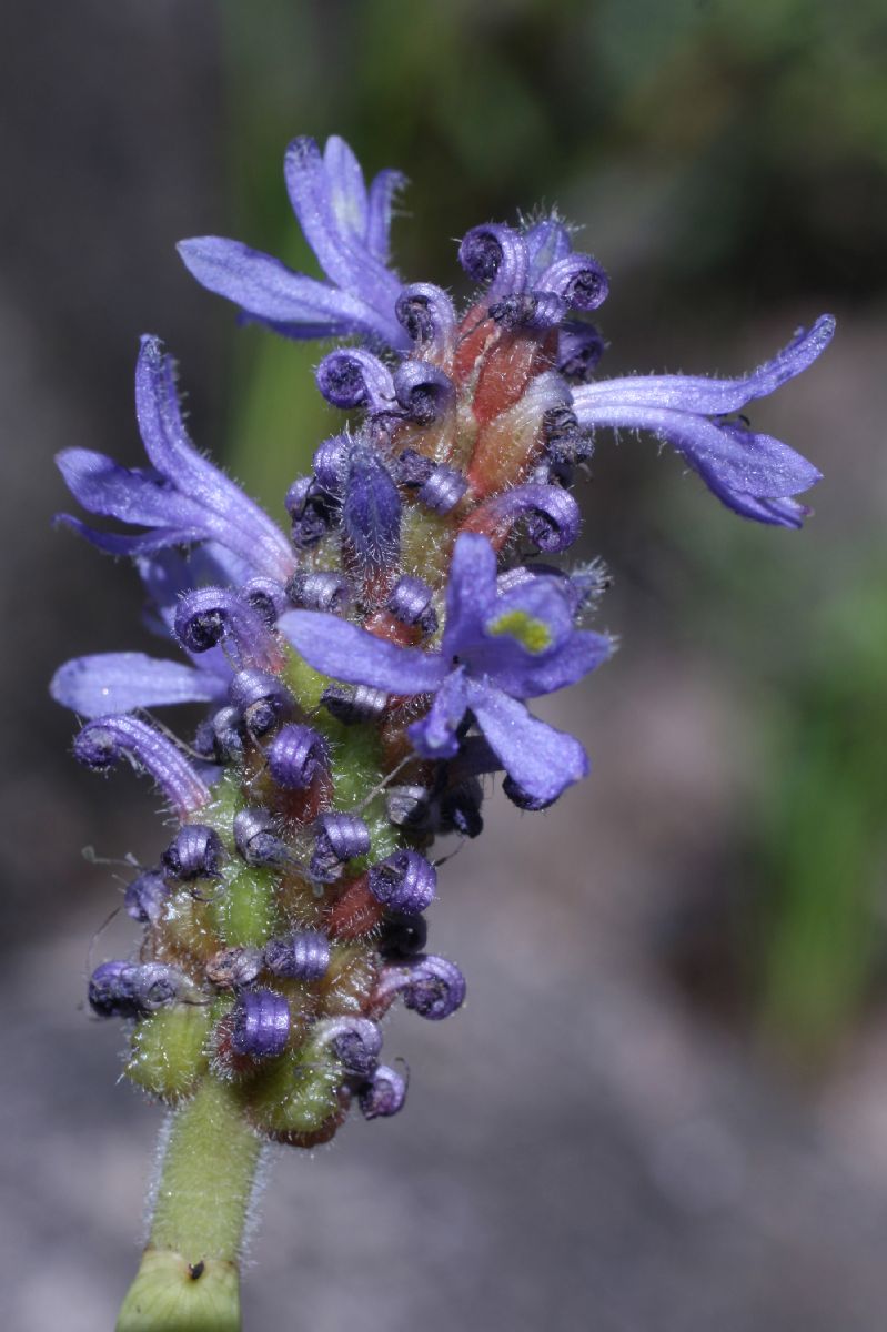 Pontederiaceae Pontederia cordata