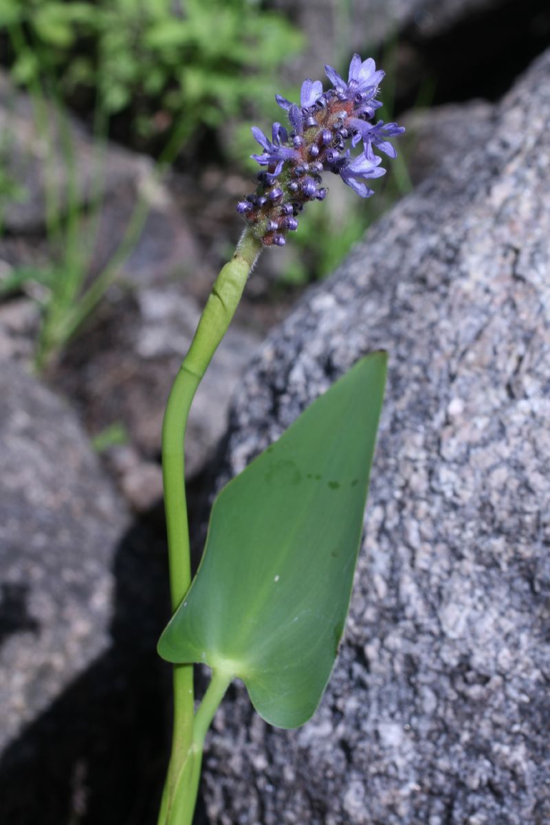 Pontederiaceae Pontederia cordata