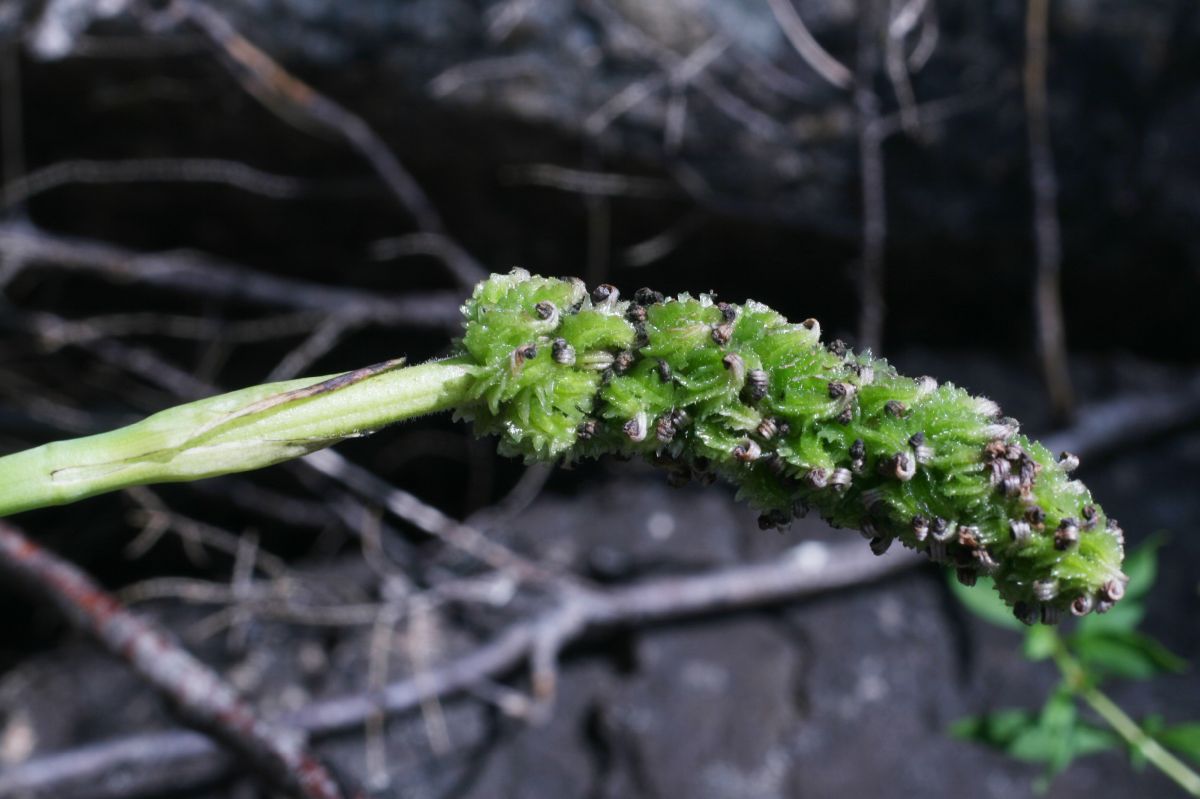 Pontederiaceae Pontederia cordata