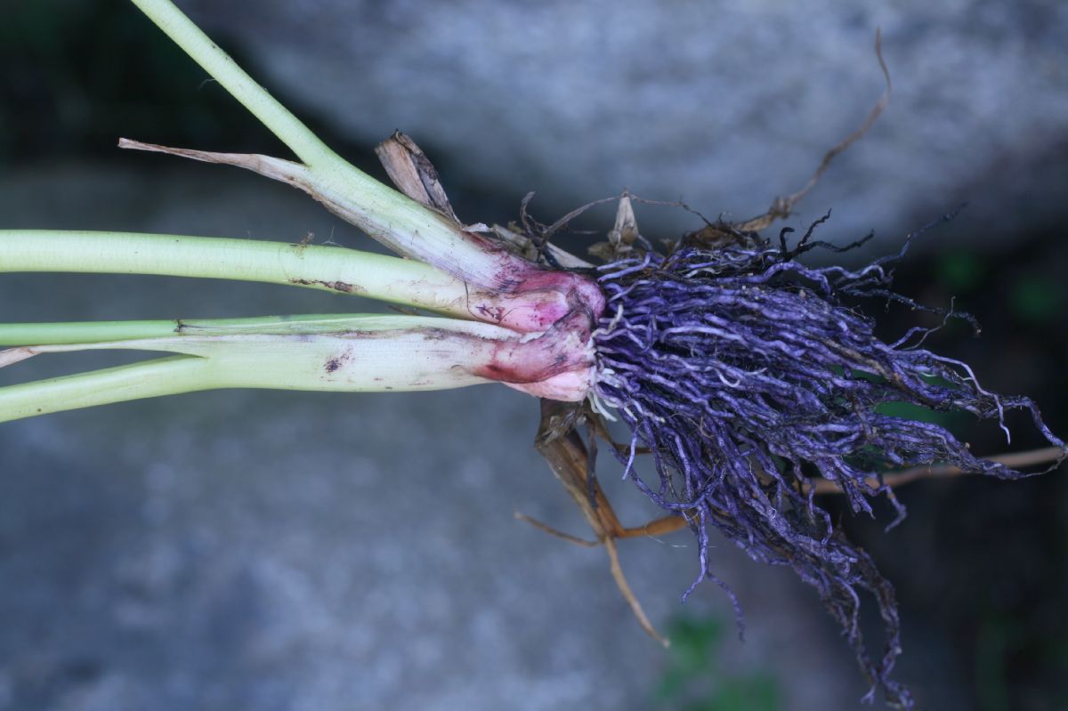 Pontederiaceae Pontederia cordata