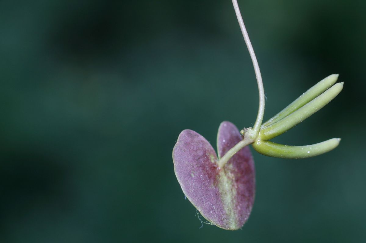 Menyanthaceae Nymphoides cordata