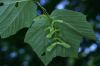 image of Acer pensylvanicum
