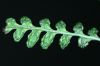 image of Onoclea sensibilis
