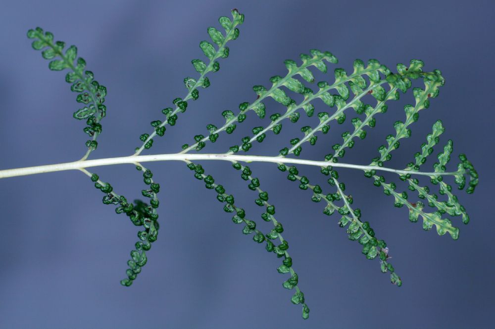Onocleaceae Onoclea sensibilis