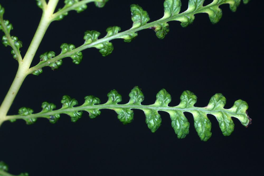 Onocleaceae Onoclea sensibilis